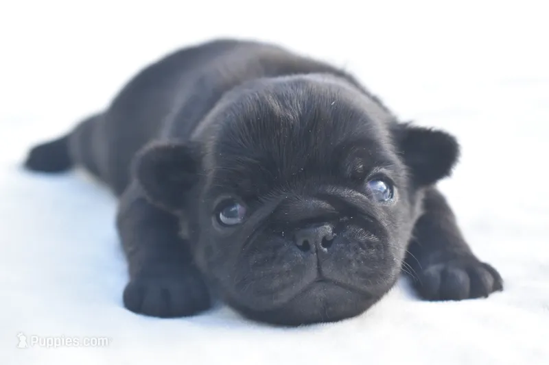 Cider  – Pug puppy for sale in Palm Coast, FL