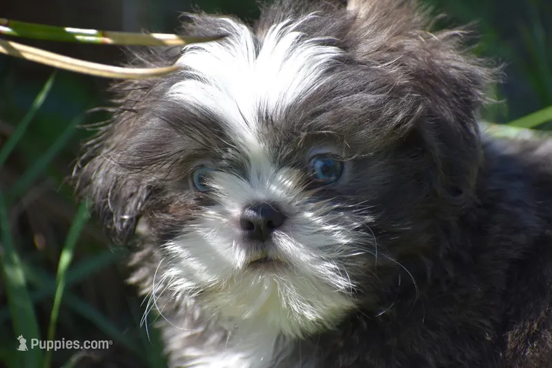 Horton  – Shih Tzu puppy for sale in Palm Coast, FL