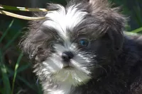 Horton , a male Shih Tzu for sale in Palm Coast, FL – 1 of 8