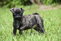 Maple Kiss , a female Pug for sale in Palm Coast, FL – 4 of 6