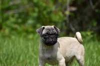 Toffee Crunch, a male Pug for sale in Palm Coast, FL – 2 of 9