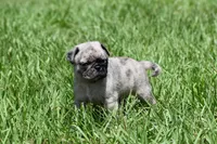 Bumble , a male Pug for sale in Palm Coast, FL – 4 of 6