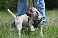 Buzz, a male Pug for sale in Palm Coast, FL – 8 of 8