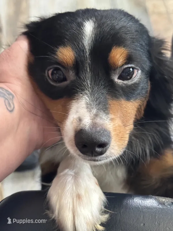 Blue  – Toy Australian Shepherd puppy for sale in Palm Coast, FL