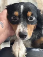 Blue , a male Toy Australian Shepherd for sale in Palm Coast, FL – 1 of 2