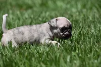Corn Bread , a male Pug for sale in Palm Coast, FL – 3 of 6