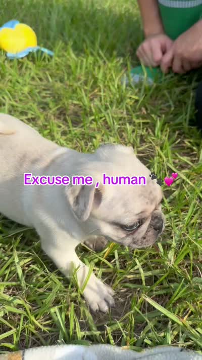 Maple , a female Pug for sale in Palm Coast, FL – 7 of 7