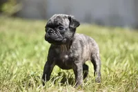 Caramel Drizzle , a male Pug for sale in Palm Coast, FL – 2 of 4