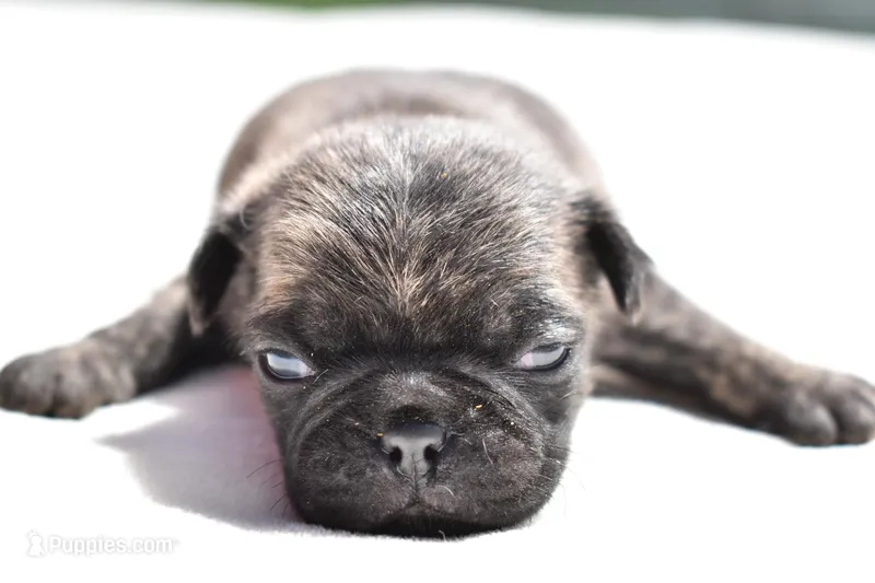 Caramel Drizzle  – Pug puppy for sale in Palm Coast, FL