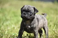 Caramel Drizzle , a male Pug for sale in Palm Coast, FL – 4 of 4