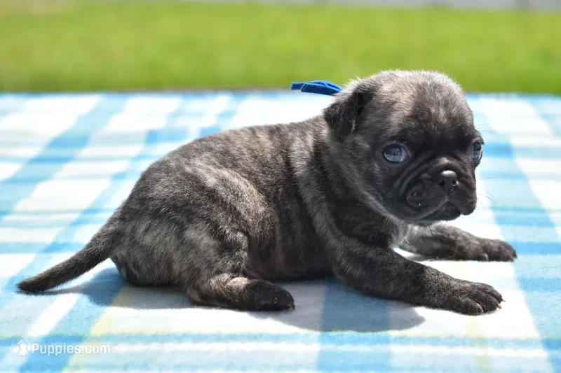 Caramel Drizzle  – Pug puppy for sale in Palm Coast, FL