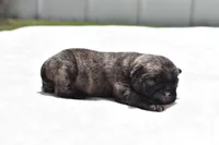 Caramel Drizzle , a male Pug for sale in Palm Coast, FL – Photo 3 of 4