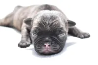 Caramel Drizzle , a male Pug for sale in Palm Coast, FL – Photo 4 of 4