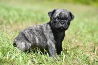 Caramel Drizzle , a male Pug for sale in Palm Coast, FL – 3 of 4