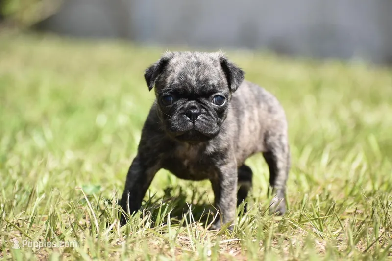 Caramel Drizzle  – Pug puppy for sale in Palm Coast, FL