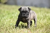 Caramel Drizzle , a male Pug for sale in Palm Coast, FL – 1 of 4
