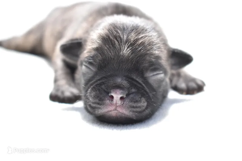 Caramel Drizzle  – Pug puppy for sale in Palm Coast, FL