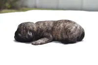 Caramel Drizzle , a male Pug for sale in Palm Coast, FL – Photo 2 of 4