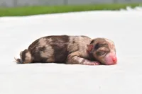 Nova , a female Toy Australian Shepherd for sale in Palm Coast, FL – 1 of 3
