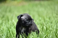 Hive, a male Pug for sale in Palm Coast, FL – 5 of 7