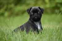 Hive, a male Pug for sale in Palm Coast, FL – 9 of 9