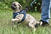 Buzz, a male Pug for sale in Palm Coast, FL – 5 of 8
