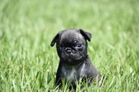 Hive, a male Pug for sale in Palm Coast, FL – 7 of 7