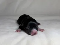 Pocus , a male Miniature Australian Shepherd for sale in Palm Coast, FL – 3 of 4