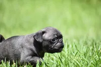 Dumplin, a male Pug for sale in Palm Coast, FL – 3 of 7