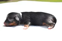 Sir Sterling , a male Toy Australian Shepherd for sale in Palm Coast, FL – Photo 5 of 5