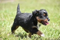 Sir Sterling , a male Toy Australian Shepherd for sale in Palm Coast, FL – 4 of 6