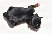 Sir Sterling , a male Toy Australian Shepherd for sale in Palm Coast, FL – Photo 2 of 5