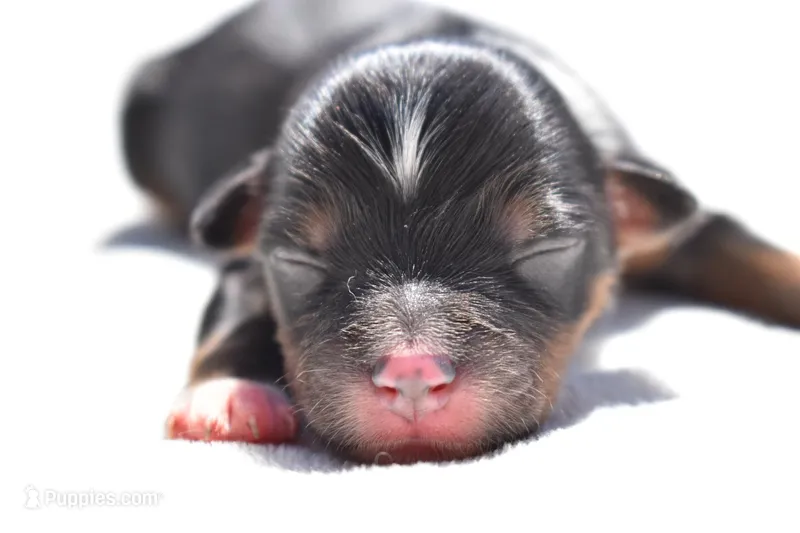 Sir Sterling  – Toy Australian Shepherd puppy for sale in Palm Coast, FL