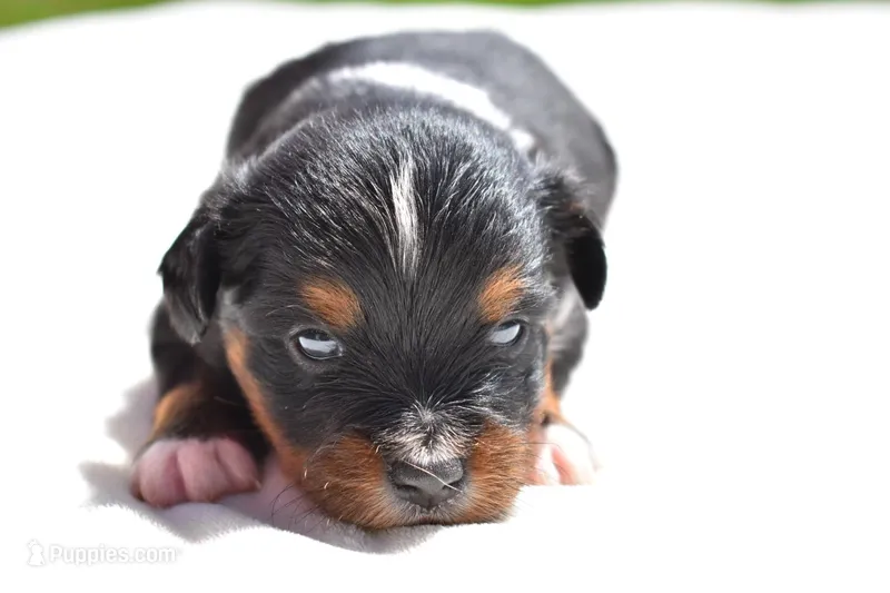 Sir Sterling  – Toy Australian Shepherd puppy for sale in Palm Coast, FL