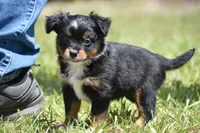 Sir Sterling , a male Toy Australian Shepherd for sale in Palm Coast, FL – 3 of 6