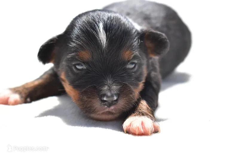 Sir Sterling  – Toy Australian Shepherd puppy for sale in Palm Coast, FL