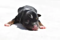 Sir Sterling , a male Toy Australian Shepherd for sale in Palm Coast, FL – Photo 4 of 5