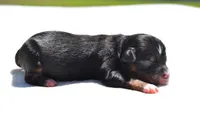 Sir Sterling , a male Toy Australian Shepherd for sale in Palm Coast, FL – Photo 3 of 5