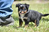 Sir Sterling , a male Toy Australian Shepherd for sale in Palm Coast, FL – 2 of 6