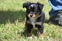 Sir Sterling , a male Toy Australian Shepherd for sale in Palm Coast, FL – 5 of 6