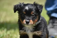 Sir Sterling , a male Toy Australian Shepherd for sale in Palm Coast, FL – 6 of 6