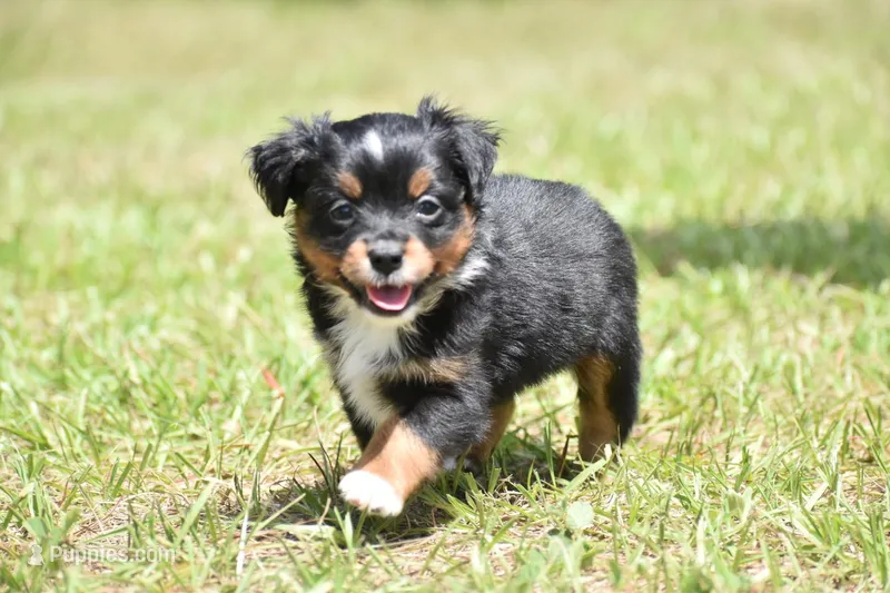 Sir Sterling  – Toy Australian Shepherd puppy for sale in Palm Coast, FL