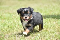 Sir Sterling , a male Toy Australian Shepherd for sale in Palm Coast, FL – 1 of 6