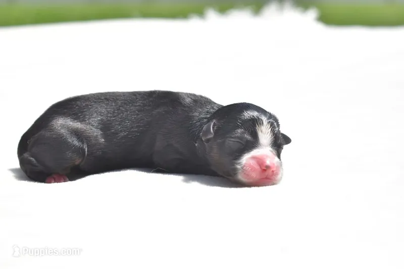 Atlas – Toy Australian Shepherd puppy for sale in Palm Coast, FL