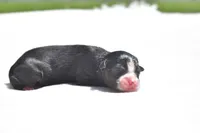 Atlas, a male Toy Australian Shepherd for sale in Palm Coast, FL – 1 of 2
