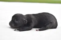 Paddy , a male Shih Tzu and Toy Australian Shepherd for sale in Palm Coast, FL – Photo 4 of 6