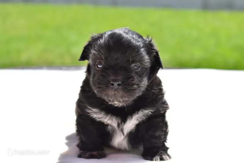 Paddy  – Shih Tzu, Toy Australian Shepherd puppy for sale in Palm Coast, FL