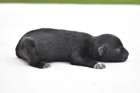 Paddy , a male Shih Tzu and Toy Australian Shepherd for sale in Palm Coast, FL – Photo 3 of 6