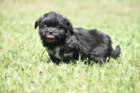 Paddy , a male Shih Tzu and Toy Australian Shepherd for sale in Palm Coast, FL – Photo 6 of 6