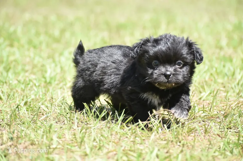Paddy  – Shih Tzu, Toy Australian Shepherd puppy for sale in Palm Coast, FL